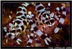 Classic Colman shrimps couple for me today   D200/105 VR by Yves Antoniazzo 